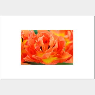 Tulipa  &#39;Monte Orange&#39;  Tulip Posters and Art